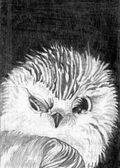 "I See You" by Helen Wolk, Minocqua WI - Pencil